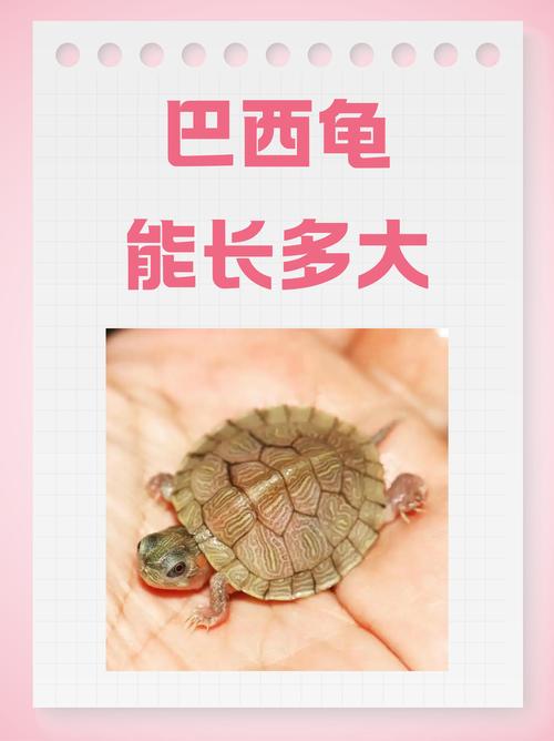 冬季巴西龟养殖秘籍：让你的巴西龟健康过冬