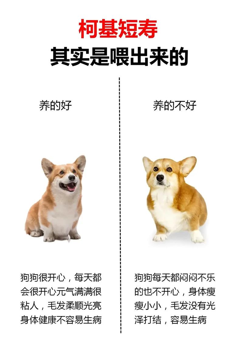 购买柯基犬要花多少钱？看看各地市场价！