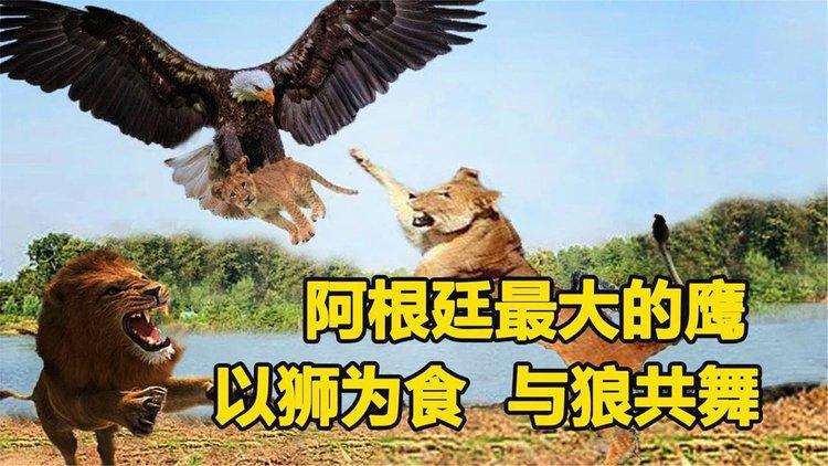 阿根廷巨鹰的日常食谱是什么？详解巨鹰的觅食方法！