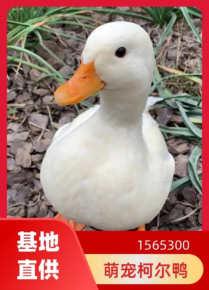 想养柯尔鸭？一只柯尔鸭到底要花多少钱？