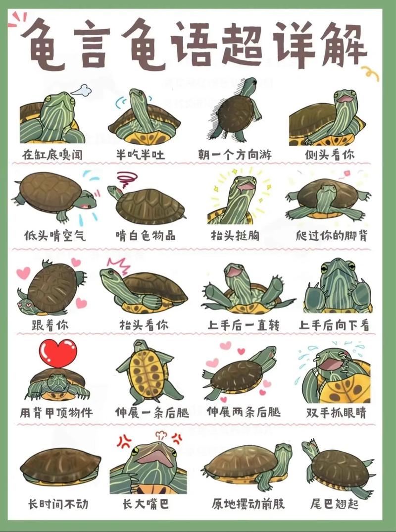 冬季巴西龟养殖秘籍：让你的巴西龟健康过冬