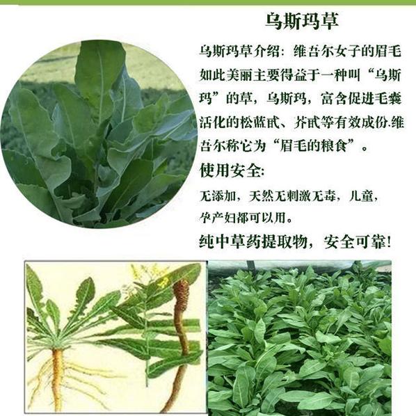奥斯曼草真的能生发吗？有效成分及使用方法详解