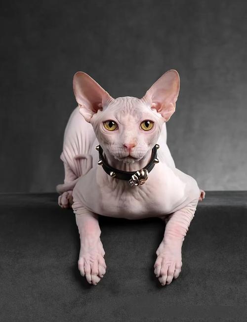 斯芬克斯猫好养吗？无毛猫的饲养难度和注意事项详解