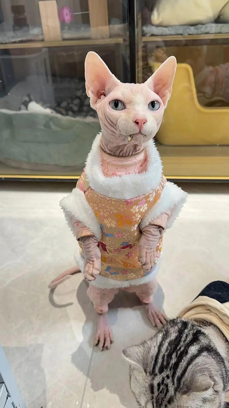 斯芬克斯猫好养吗？无毛猫的饲养难度和注意事项详解