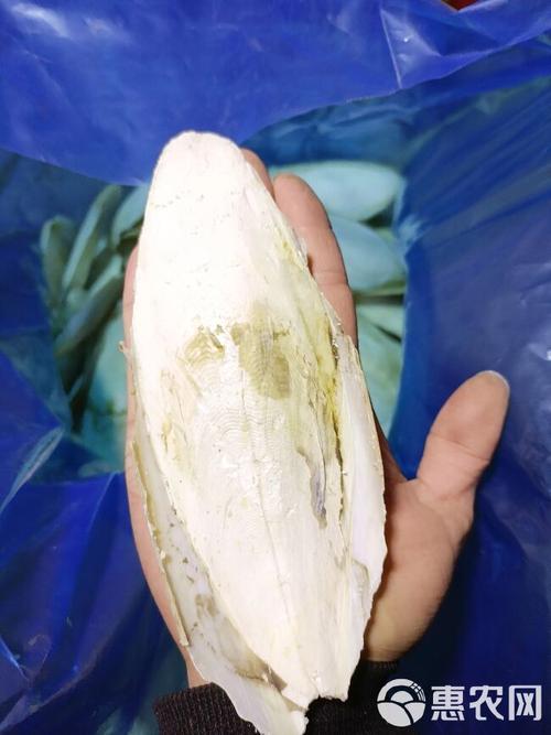 傻傻分不清？乌贼骨和海螵蛸是同一种药材吗？