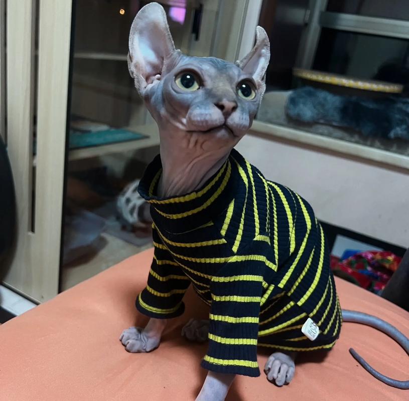 斯芬克斯猫好养吗？无毛猫的饲养难度和注意事项详解
