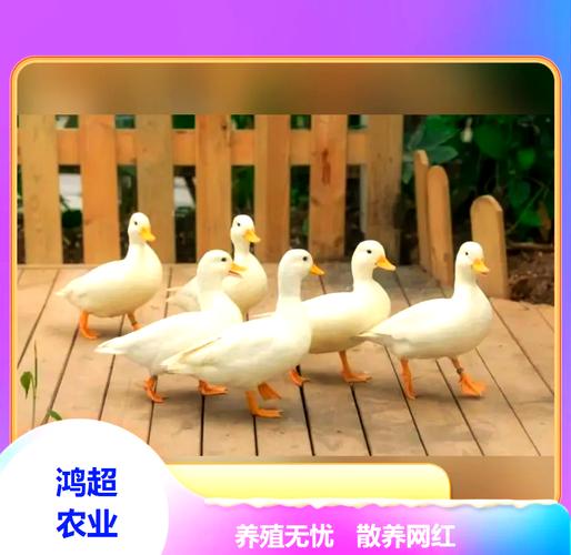 想养柯尔鸭？一只柯尔鸭到底要花多少钱？