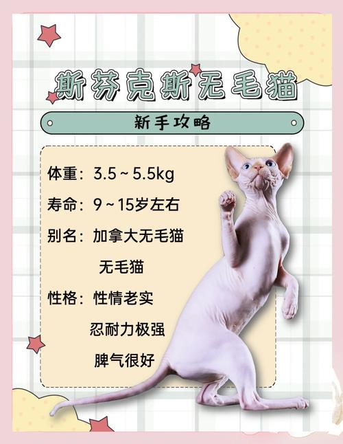 斯芬克斯猫好养吗？无毛猫的饲养难度和注意事项详解