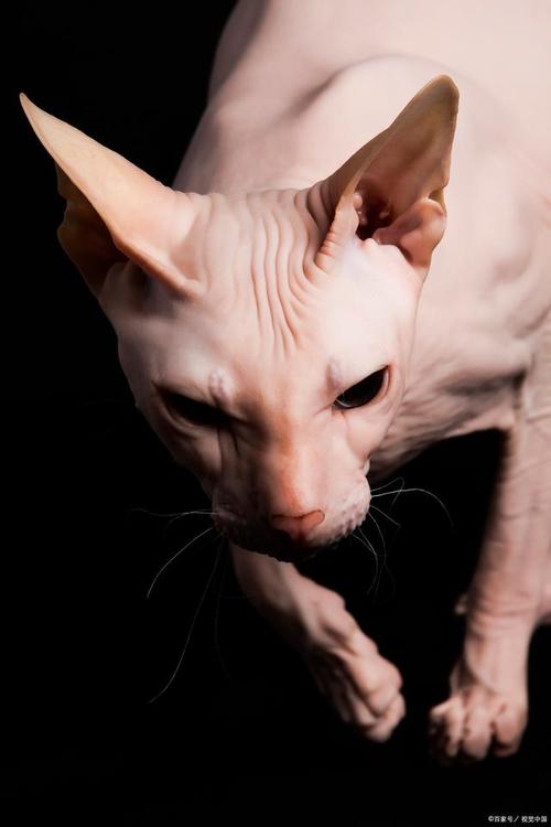 斯芬克斯猫好养吗？无毛猫的饲养难度和注意事项详解
