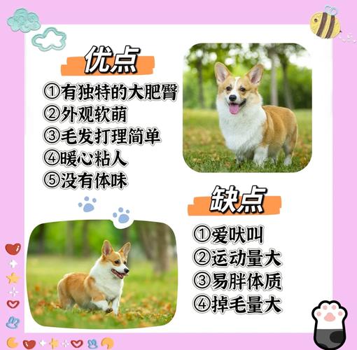 购买柯基犬要花多少钱？看看各地市场价！