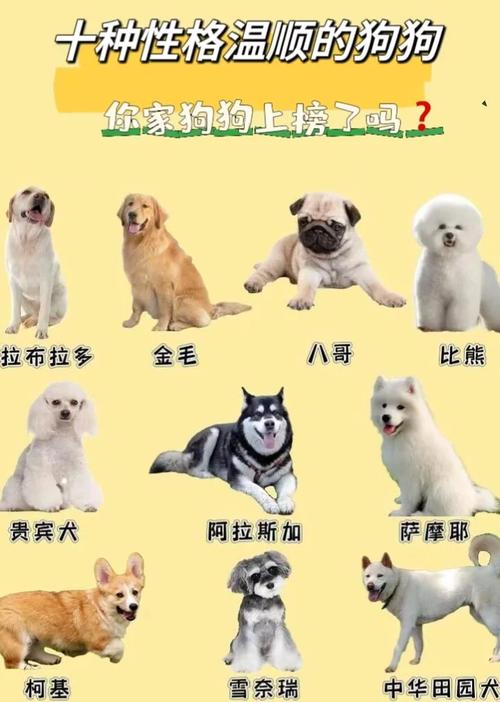 购买柯基犬要花多少钱？看看各地市场价！