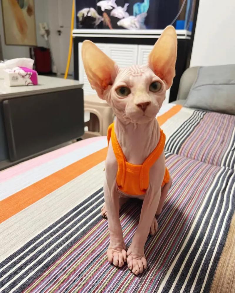 斯芬克斯猫好养吗？无毛猫的饲养难度和注意事项详解