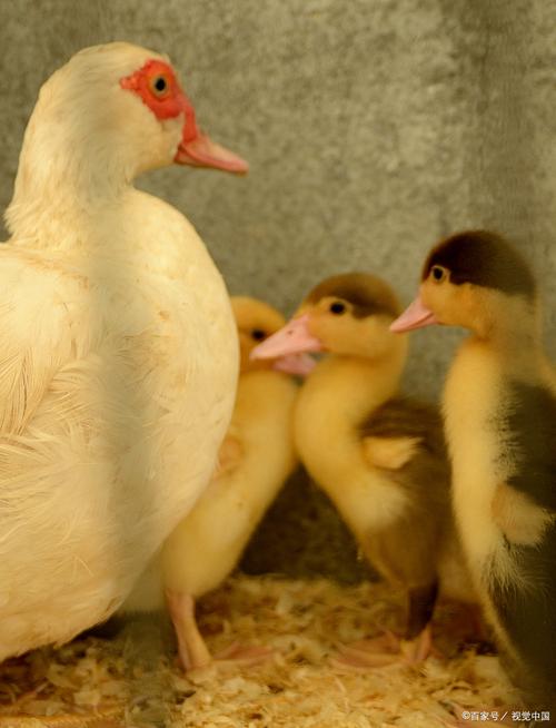 想养柯尔鸭？一只柯尔鸭到底要花多少钱？