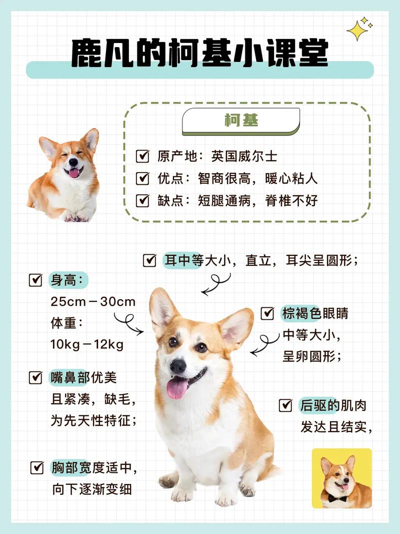 购买柯基犬要花多少钱？看看各地市场价！