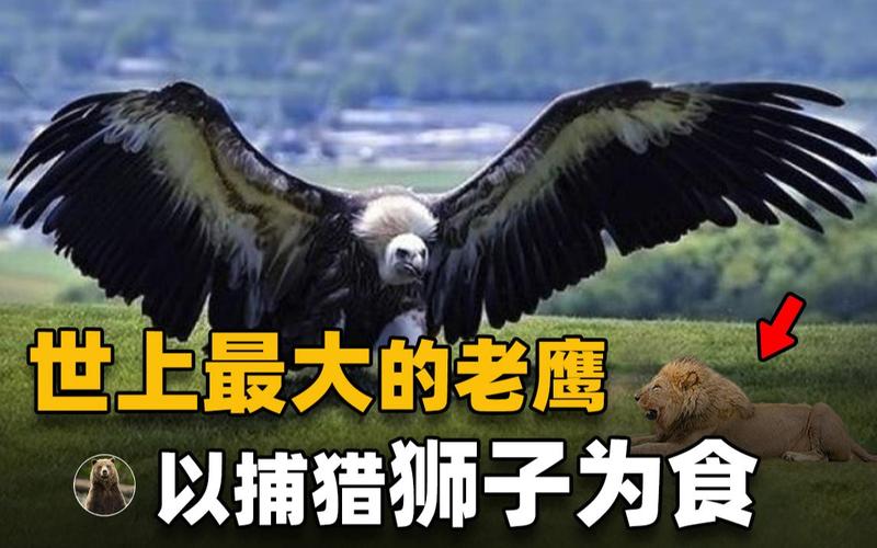 阿根廷巨鹰的日常食谱是什么？详解巨鹰的觅食方法！