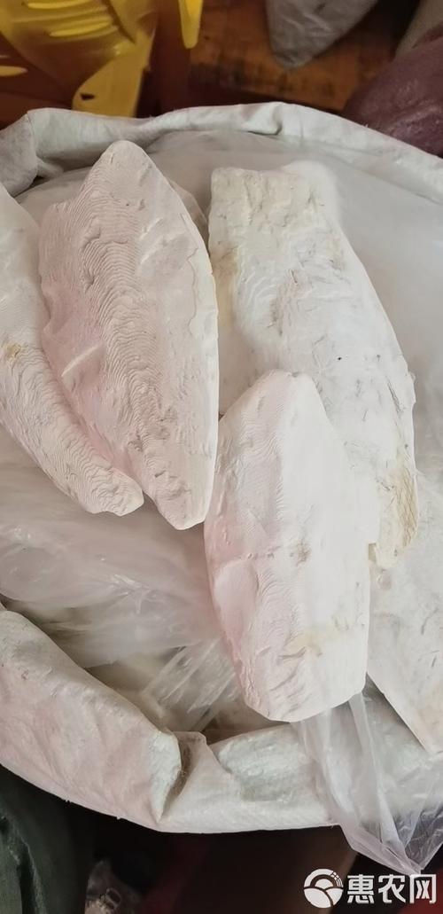 傻傻分不清？乌贼骨和海螵蛸是同一种药材吗？