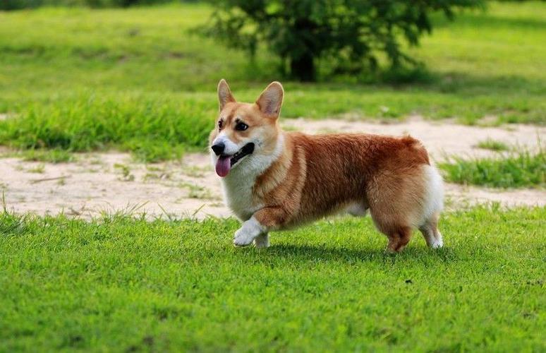威尔士柯基犬好养吗？告诉你柯基犬的优缺点！