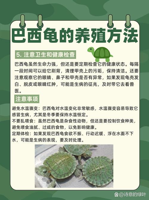 巴西龟怎么养长得快？新手养殖技巧大公开