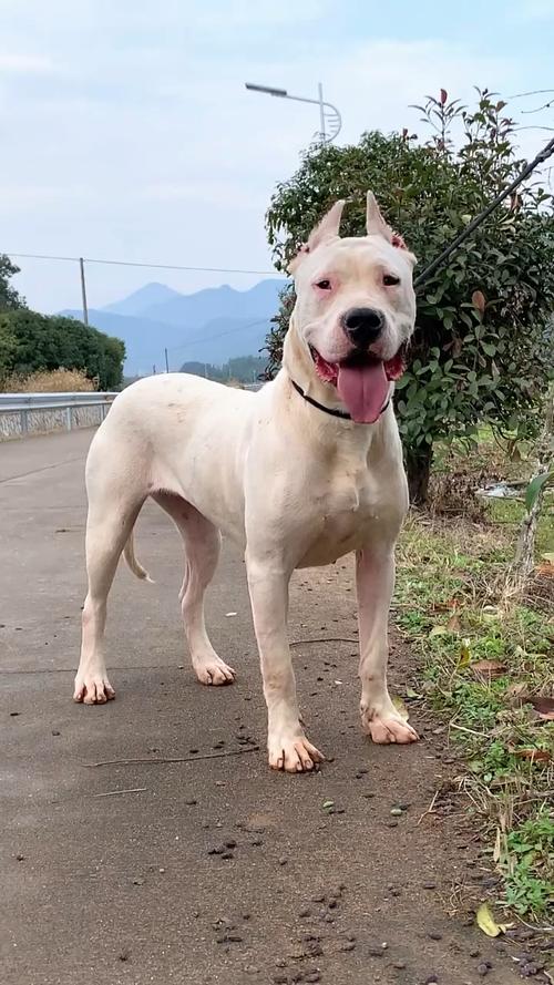 杜高犬危险吗？阿根廷杜高犬咬人几率有多大？