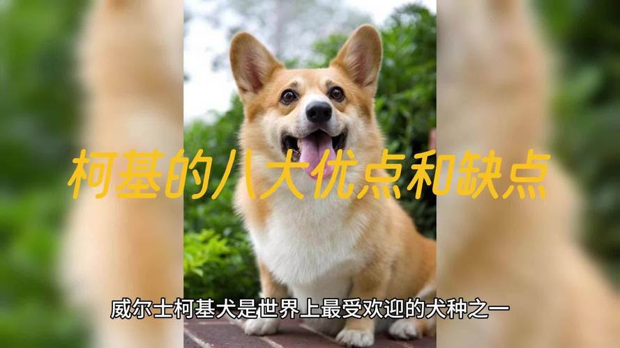 威尔士柯基犬好养吗？告诉你柯基犬的优缺点！
