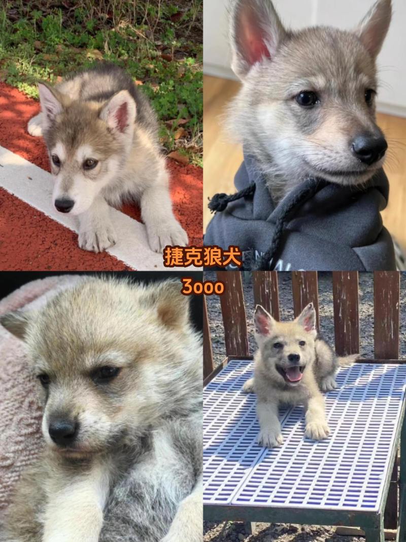 捷克狼犬价格详解：血统、品质决定价格高低