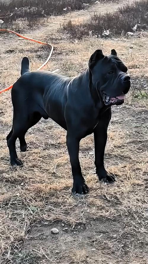卡斯罗犬多少钱一只？价格范围及影响因素详解