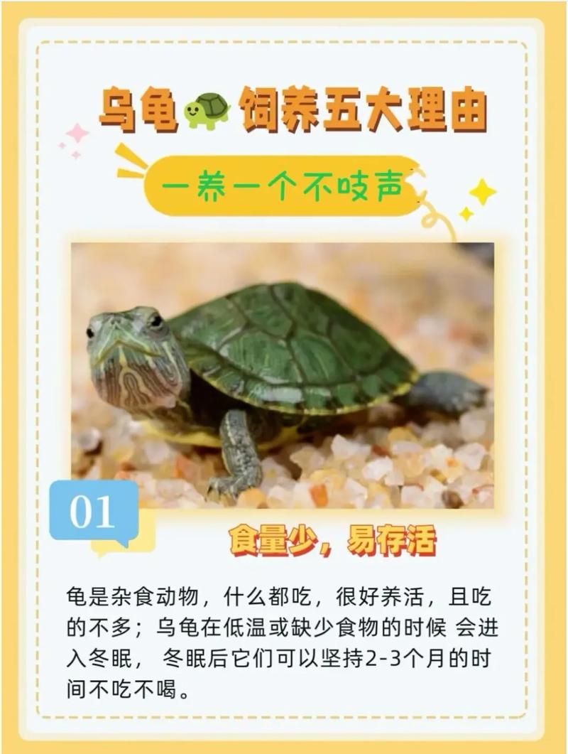 家里养巴西龟吉利吗？从风水学角度深度分析