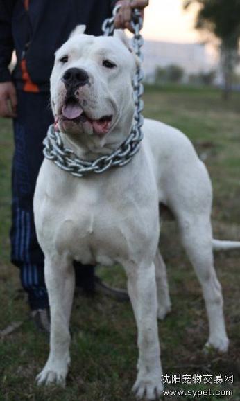 杜高犬危险吗？阿根廷杜高犬咬人几率有多大？