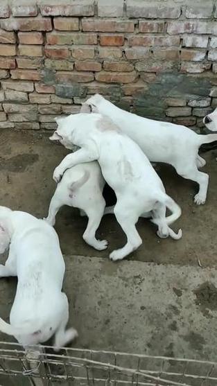 杜高犬危险吗？阿根廷杜高犬咬人几率有多大？