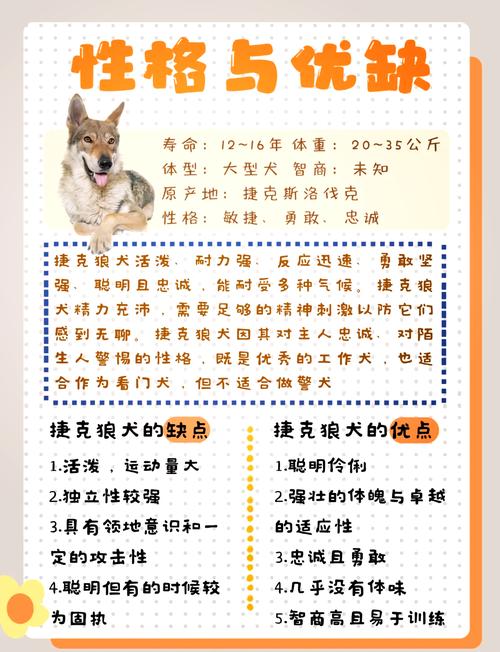 捷克狼犬价格详解：血统、品质决定价格高低