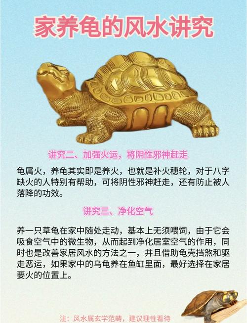 家里养巴西龟吉利吗？从风水学角度深度分析