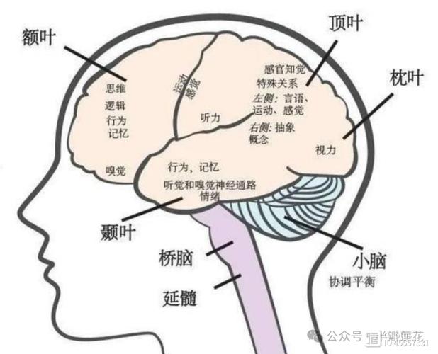 意识障碍分为哪几种？嗜睡、昏睡、昏迷傻傻分不清？