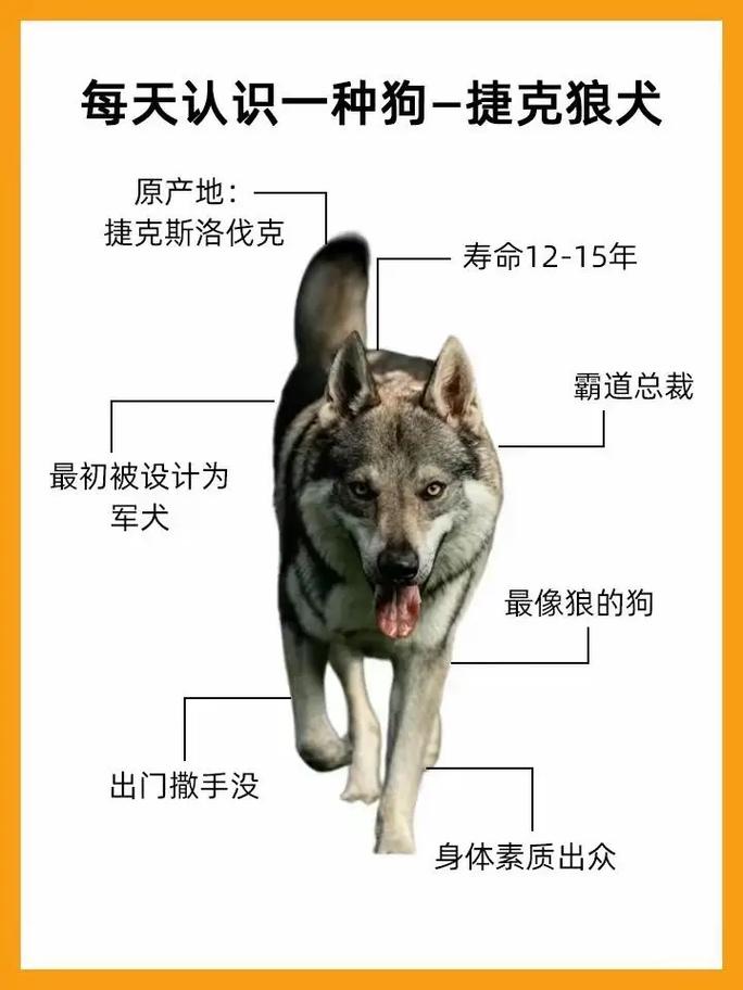 捷克狼犬价格详解：血统、品质决定价格高低