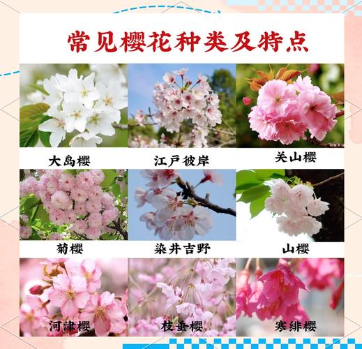 日本樱花几月份开？各地樱花开花时间表速览