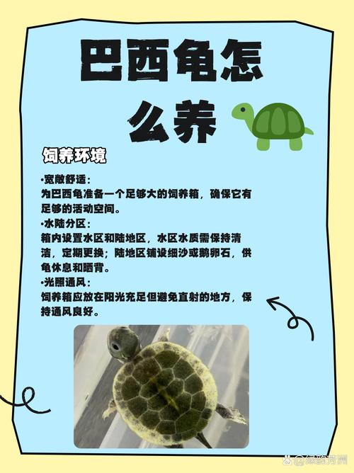 家里养巴西龟吉利吗？从风水学角度深度分析