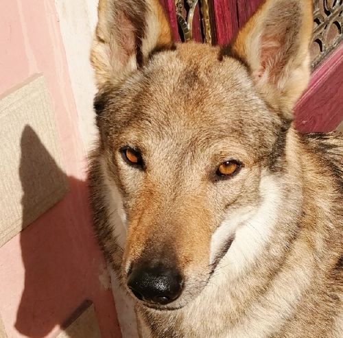捷克狼犬价格详解：血统、品质决定价格高低