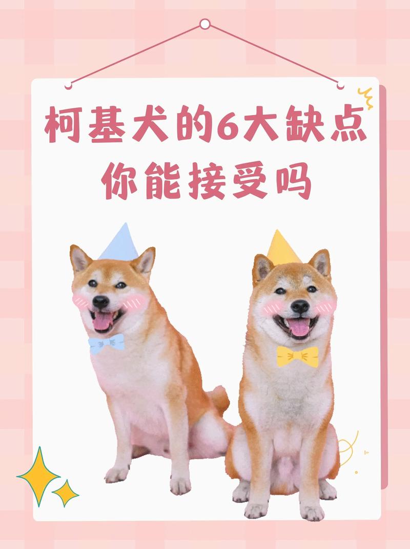 威尔士柯基犬好养吗？告诉你柯基犬的优缺点！