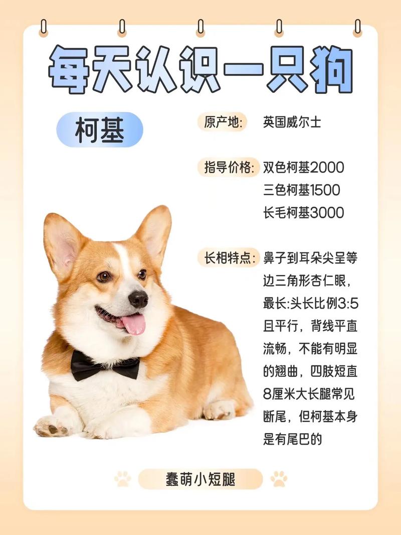 威尔士柯基犬好养吗？告诉你柯基犬的优缺点！