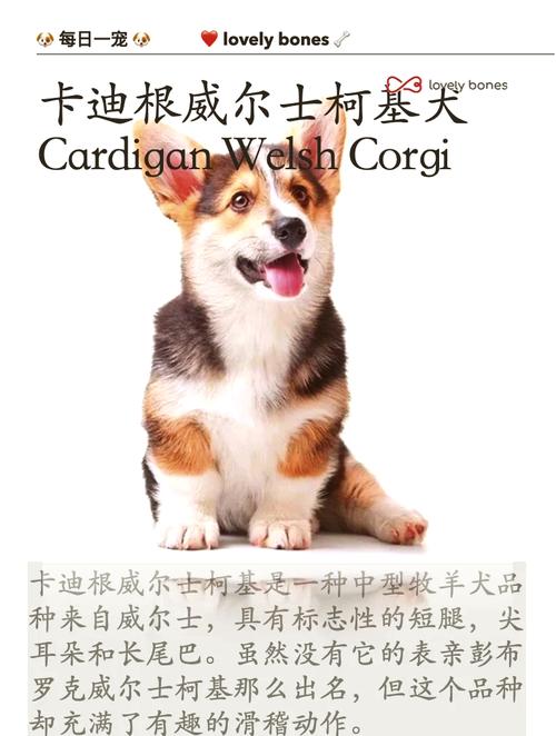 威尔士柯基犬好养吗？告诉你柯基犬的优缺点！