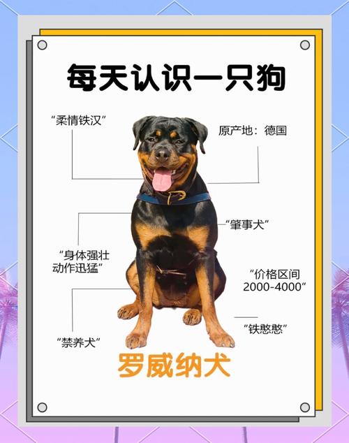 令人混淆的罗纳尔多：到底有几个？他们的区别在哪里？