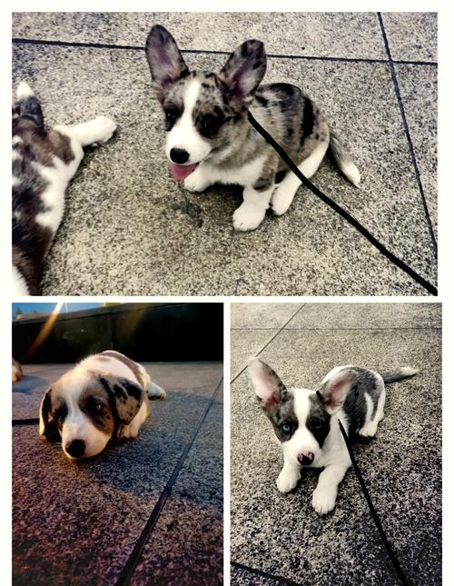 威尔士柯基犬好养吗？告诉你柯基犬的优缺点！