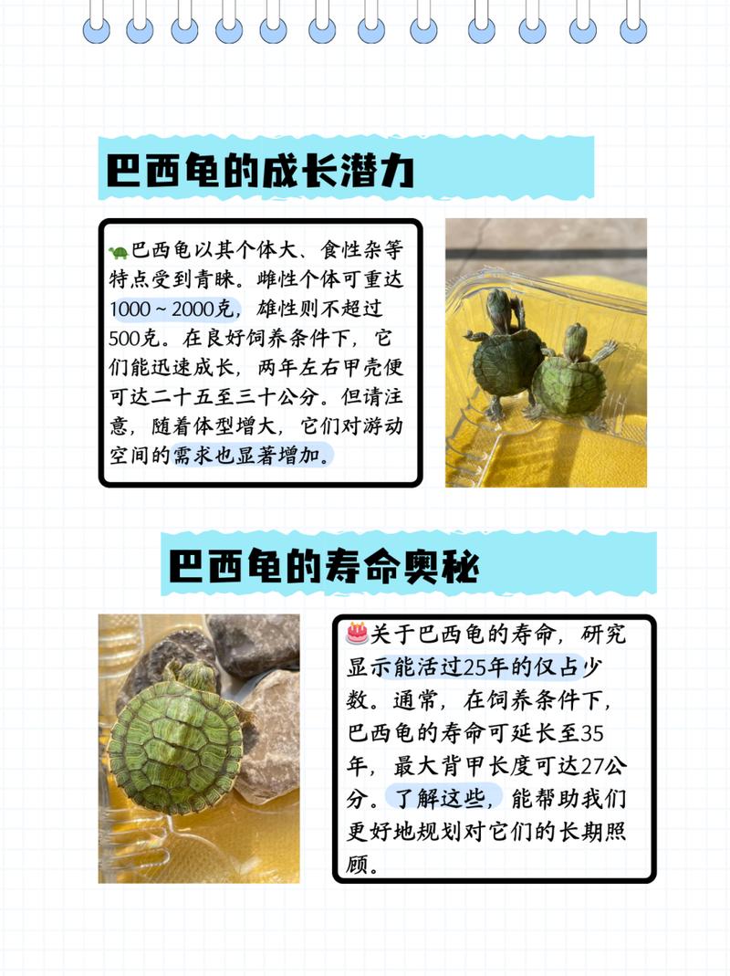 家里养巴西龟吉利吗？从风水学角度深度分析