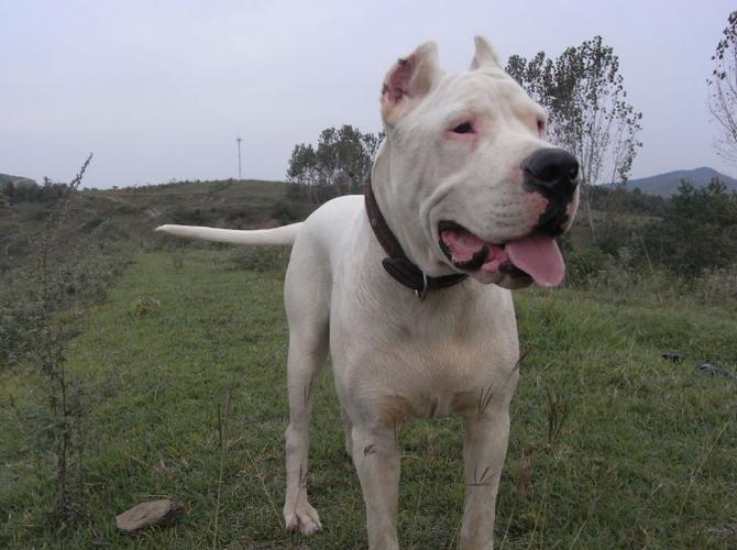 杜高犬危险吗？阿根廷杜高犬咬人几率有多大？