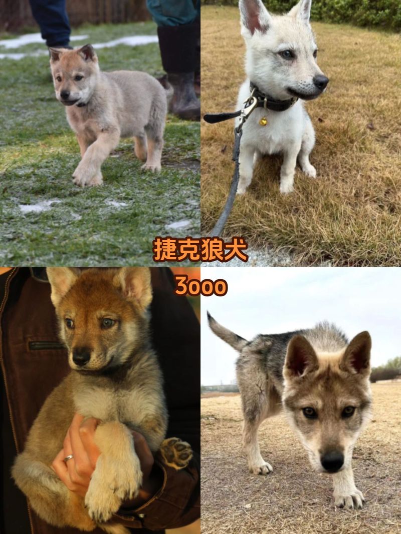 捷克狼犬价格详解：血统、品质决定价格高低