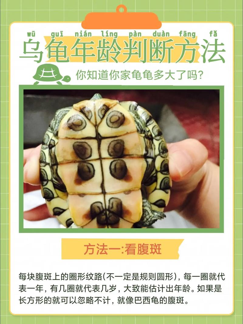 家里养巴西龟吉利吗？从风水学角度深度分析