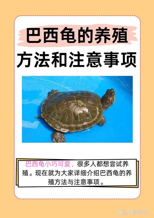 养巴西龟的禁忌和误区，别让它早夭