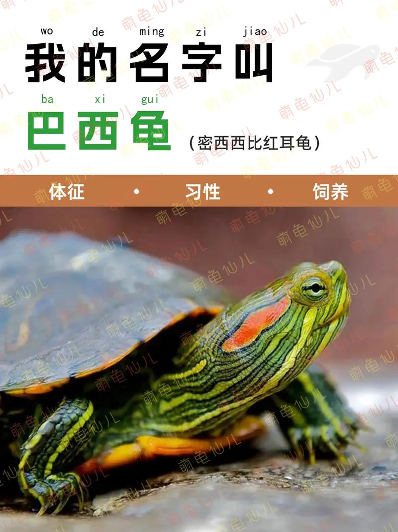 想养巴西龟？这篇新手饲养教程帮你快速入门