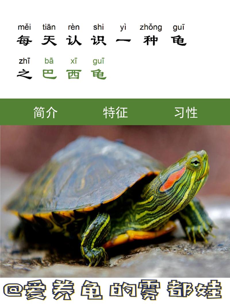 想养巴西龟？这篇新手饲养教程帮你快速入门