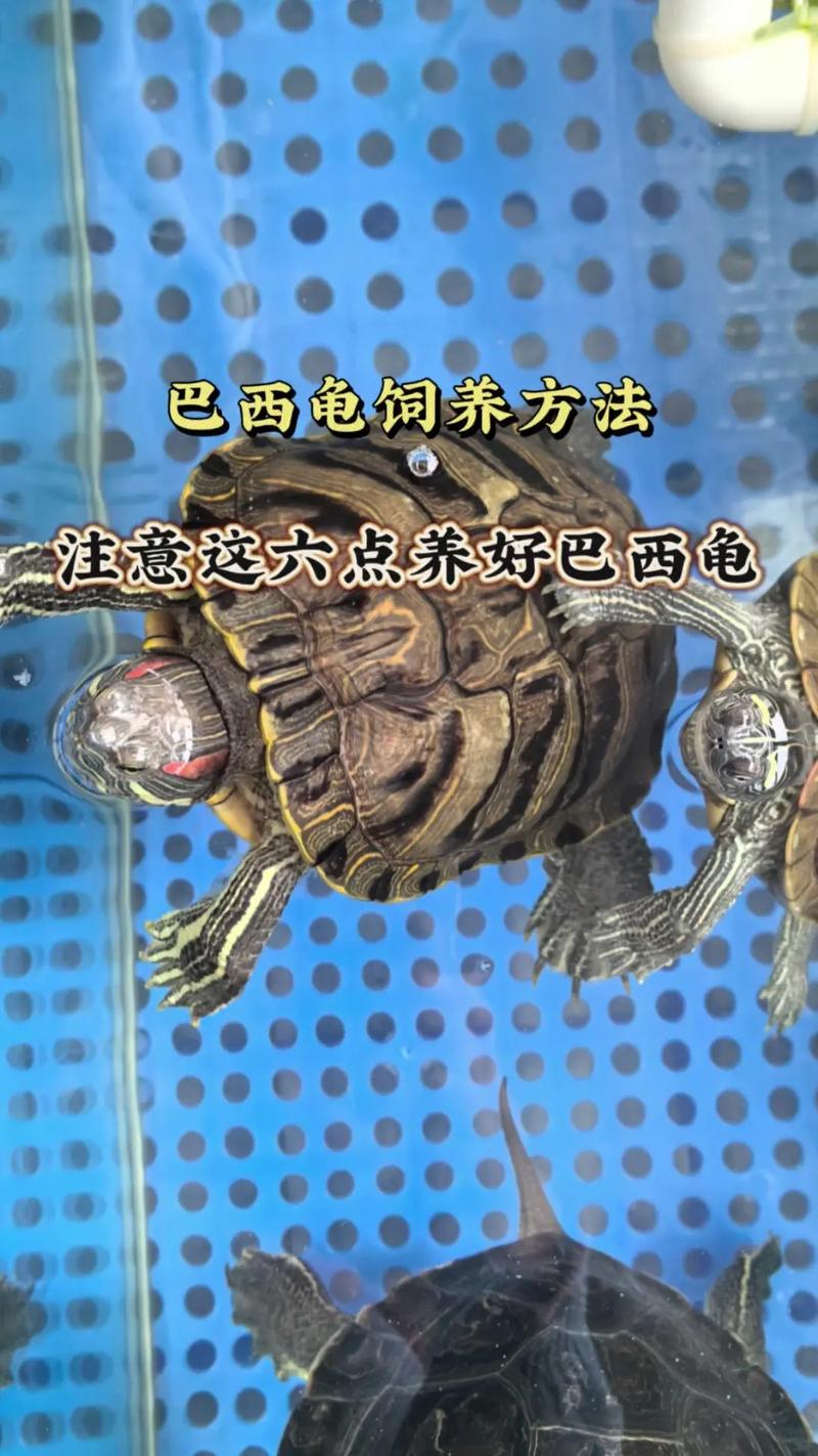 养巴西龟的禁忌和误区，别让它早夭