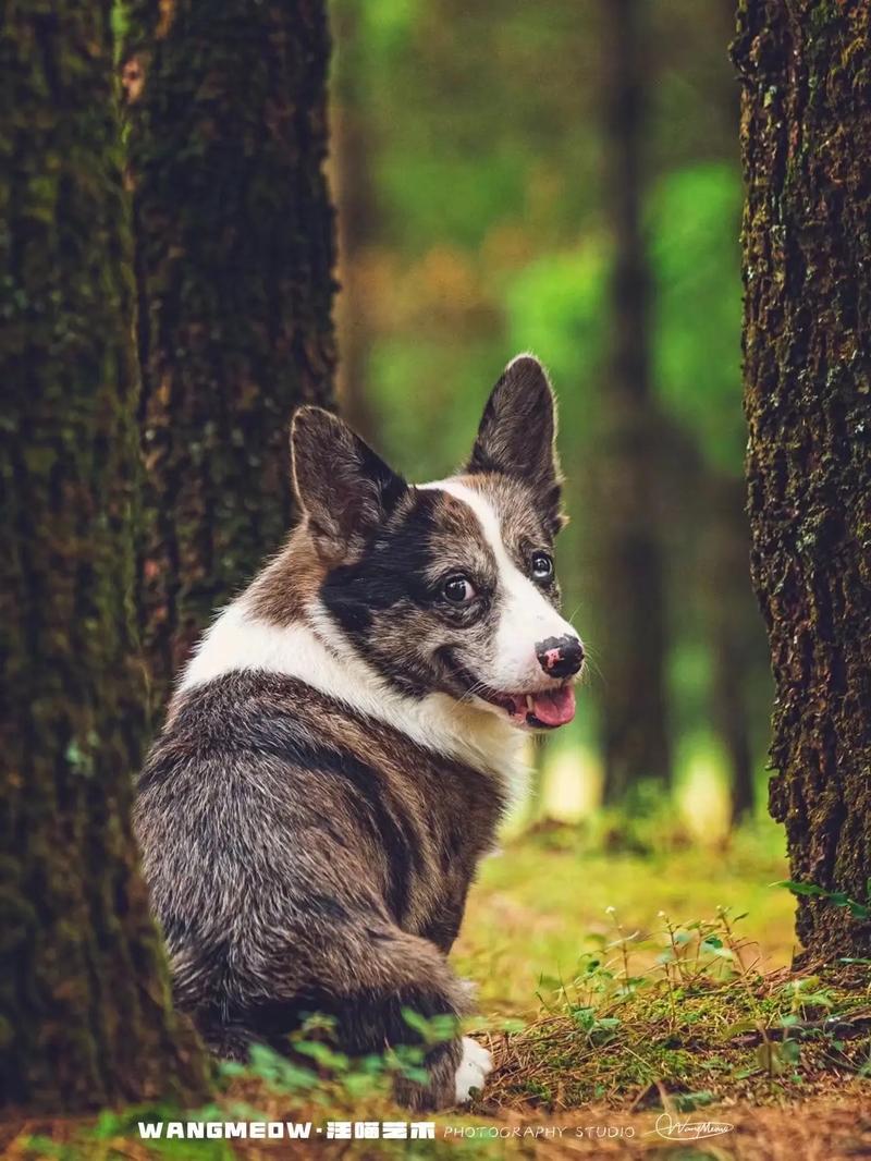 威尔士柯基犬好养吗？告诉你柯基犬的优缺点！